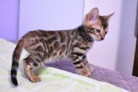 Kot bengalski Legolas Aeni Bengal*Pl 