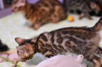 Kot bengalski Legolas Aeni Bengal*Pl 