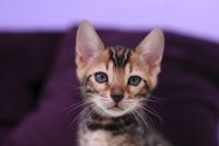 Kot bengalski Legolas Aeni Bengal*Pl 