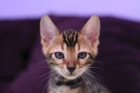 Kot bengalski Legolas Aeni Bengal*Pl 