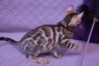 Kot bengalski Legolas Aeni Bengal*Pl 