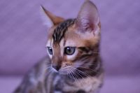 Kot bengalski Legolas Aeni Bengal*Pl 