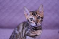 Kot bengalski Legolas Aeni Bengal*Pl 