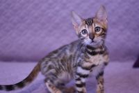 Kot bengalski Legolas Aeni Bengal*Pl 