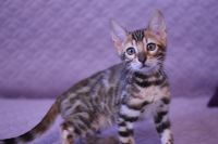 Kot bengalski Legolas Aeni Bengal*Pl 