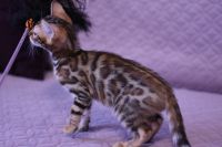 Kot bengalski Legolas Aeni Bengal*Pl 