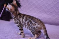 Kot bengalski Legolas Aeni Bengal*Pl 