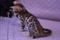 Kot bengalski Legolas Aeni Bengal*Pl 