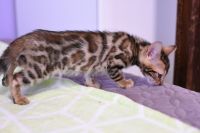 Kot bengalski Legolas Aeni Bengal*Pl 