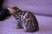 Kot bengalski Legolas Aeni Bengal*Pl 