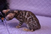 Kot bengalski Legolas Aeni Bengal*Pl 
