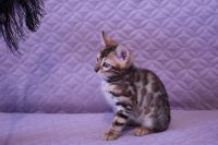 Kot bengalski Legolas Aeni Bengal*Pl 