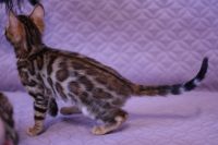 Kot bengalski Legolas Aeni Bengal*Pl 