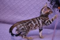 Kot bengalski Legolas Aeni Bengal*Pl 