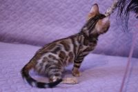 Kot bengalski Legolas Aeni Bengal*Pl 