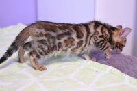 Kot bengalski Legolas Aeni Bengal*Pl 