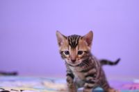 Kot bengalski Legolas Aeni Bengal*Pl 