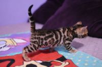 Kot bengalski Legolas Aeni Bengal*Pl 