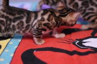 Kot bengalski Legolas Aeni Bengal*Pl 