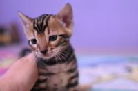 Kot bengalski Legolas Aeni Bengal*Pl 