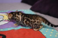 Kot bengalski Legolas Aeni Bengal*Pl 