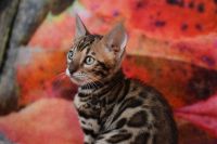 Kot bengalski Magnus Aeni Bengal*Pl 