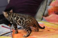 Kot bengalski Magnus Aeni Bengal*Pl 
