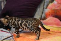 Kot bengalski Magnus Aeni Bengal*Pl 