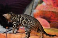 Kot bengalski Magnus Aeni Bengal*Pl 