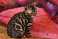 Kot bengalski Magnus Aeni Bengal*Pl 