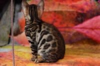 Kot bengalski Magnus Aeni Bengal*Pl 