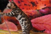 Kot bengalski Magnus Aeni Bengal*Pl 