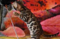 Kot bengalski Magnus Aeni Bengal*Pl 