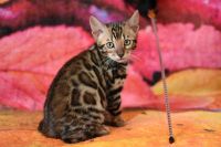 Kot bengalski Magnus Aeni Bengal*Pl 
