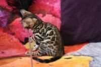 Kot bengalski Magnus Aeni Bengal*Pl 