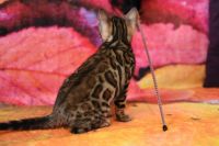 Kot bengalski Magnus Aeni Bengal*Pl 