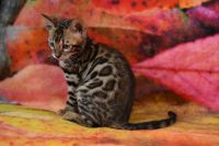 Kot bengalski Magnus Aeni Bengal*Pl 