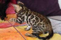 Kot bengalski Magnus Aeni Bengal*Pl 