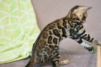 Kot bengalski Magnus Aeni Bengal*Pl 