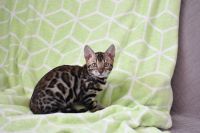 Kot bengalski Magnus Aeni Bengal*Pl 