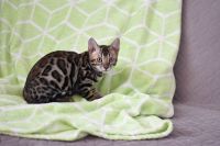 Kot bengalski Magnus Aeni Bengal*Pl 