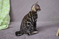 Kot bengalski Magnus Aeni Bengal*Pl 