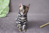 Kot bengalski Magnus Aeni Bengal*Pl 