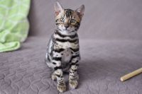 Kot bengalski Magnus Aeni Bengal*Pl 