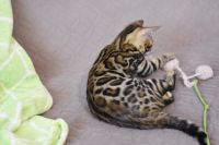 Kot bengalski Magnus Aeni Bengal*Pl 