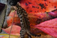 Kot bengalski Magnus Aeni Bengal*Pl 