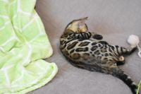 Kot bengalski Magnus Aeni Bengal*Pl 