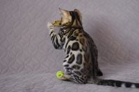 Kot bengalski Magnus Aeni Bengal*Pl 