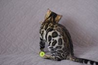 Kot bengalski Magnus Aeni Bengal*Pl 