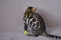 Kot bengalski Magnus Aeni Bengal*Pl 